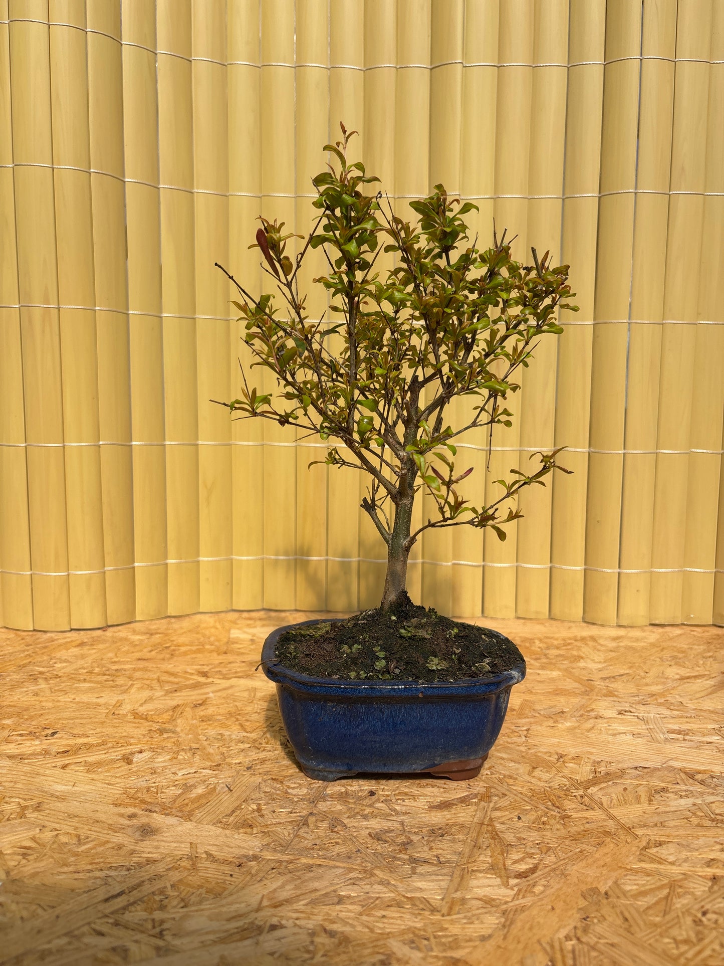 Bonsaï 7 ans Punica granatum nana