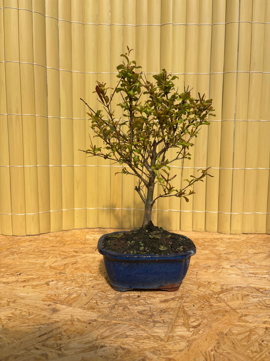 Bonsaï 7 ans Punica granatum nana