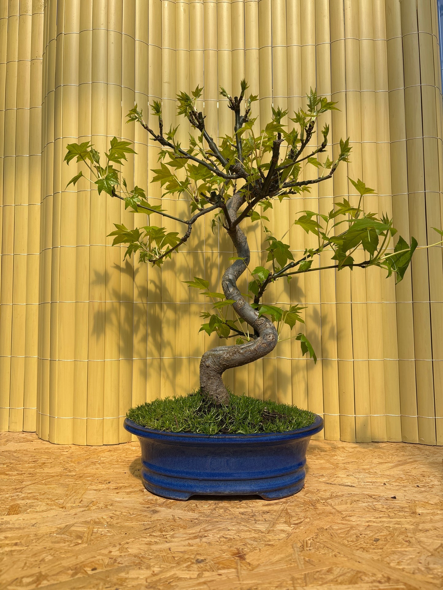 Bonsaï 13 ans Liquidambar sp.