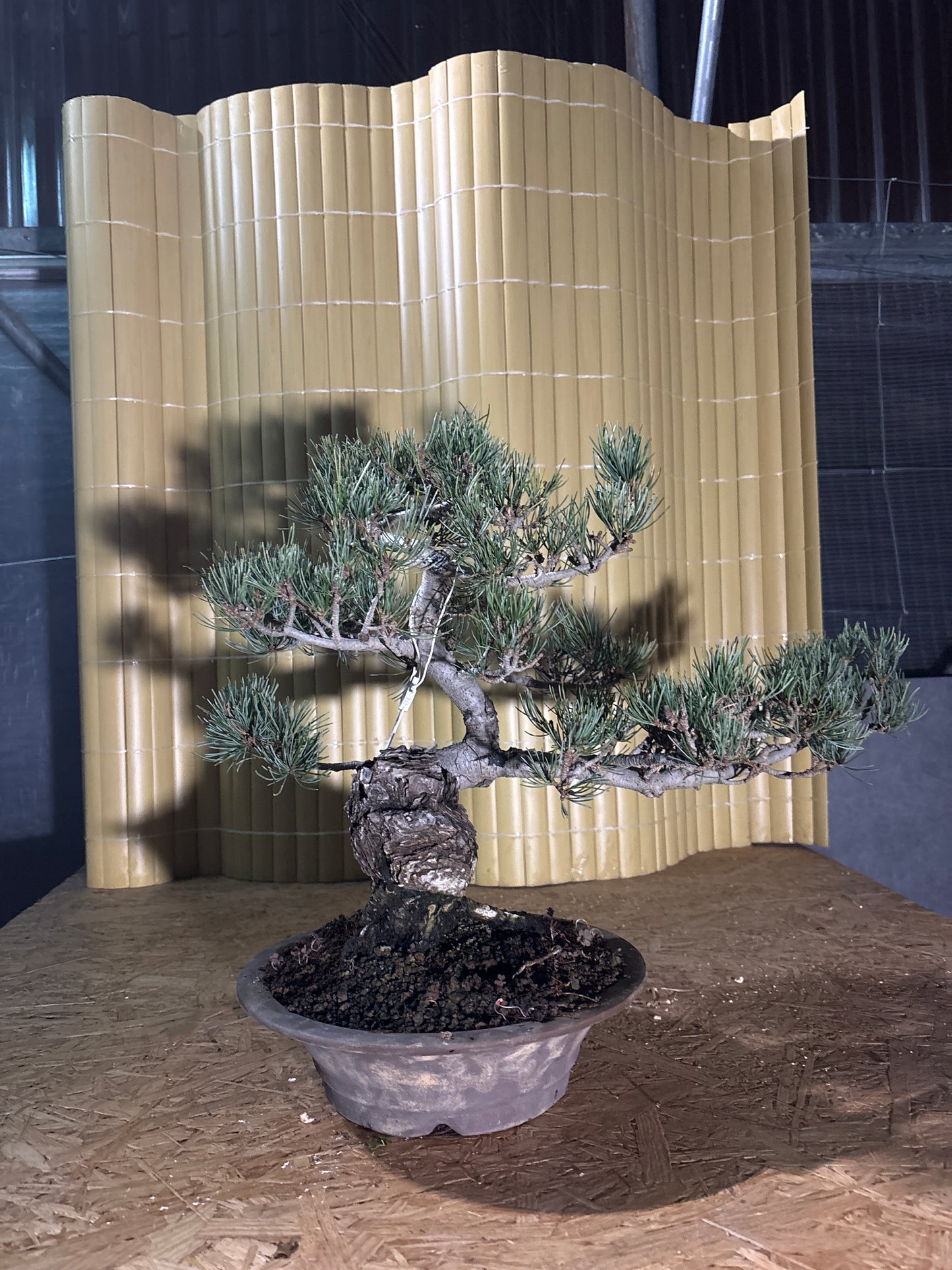 Bonsaï 29 ans Pinus pentaphylla