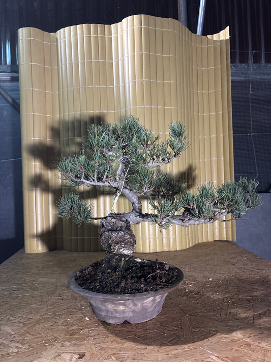 Bonsaï 29 ans Pinus pentaphylla