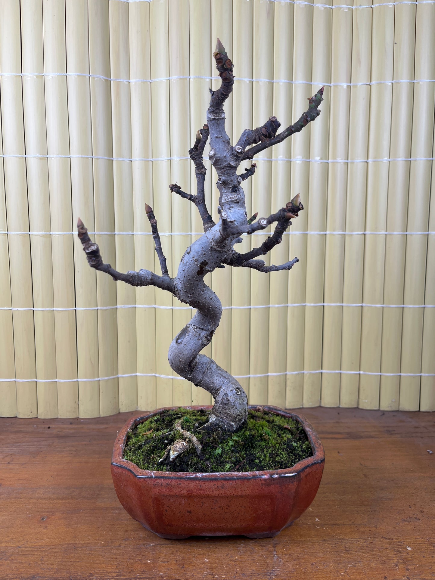 Bonsaï 8 ans Ficus carica