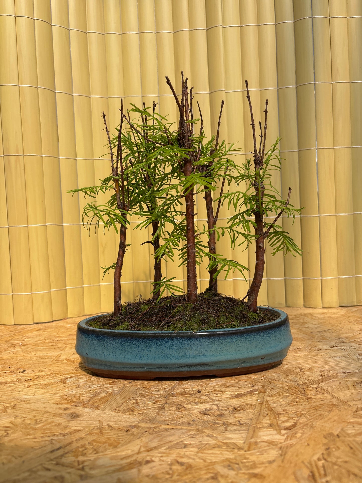 Bonsaï 8 ans Metasequoia glyptostroboides