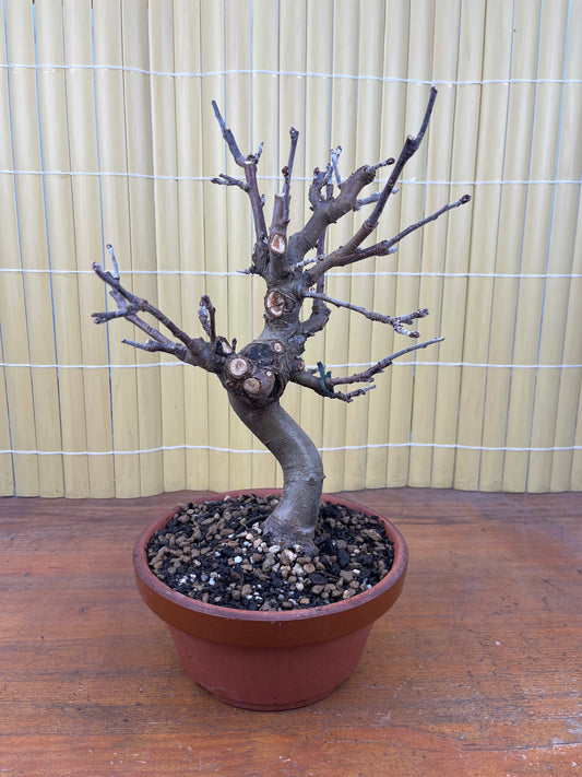 Prebonsaï 10 ans Malus sp.