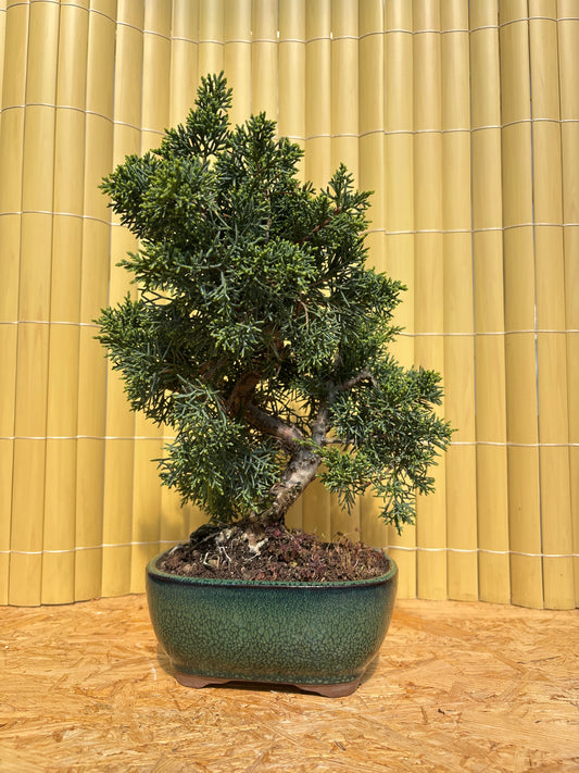 Bonsái 10 ans Juniperus chinensis kyushu