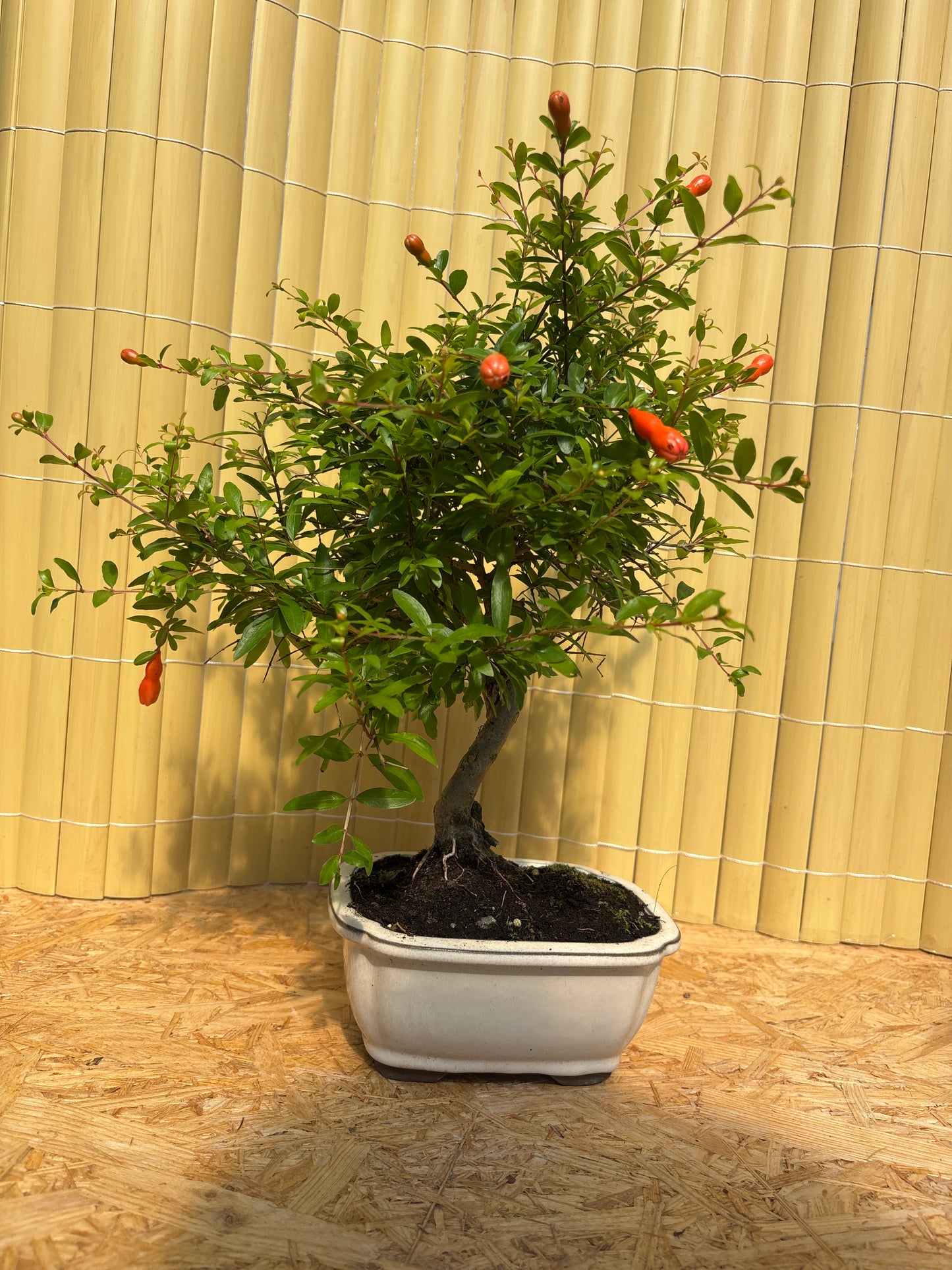 Bonsaï 8 ans Punica granatum nana