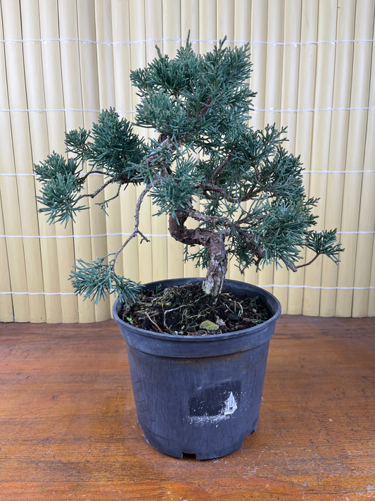Prebonsái 14 ans Juniperus chinensis kyushu
