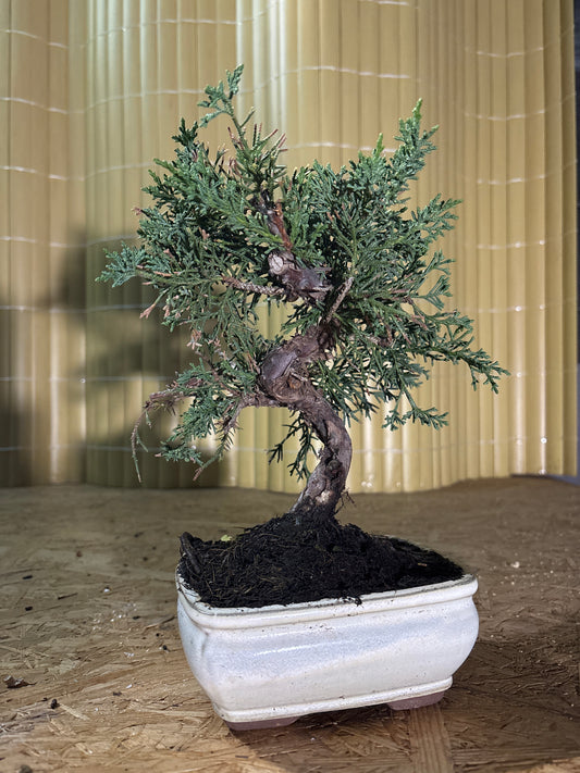 Bonsái 8 ans Juniperus chinensis kyushu