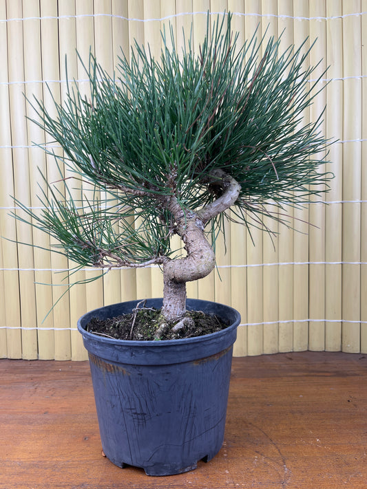 Prebonsaï 9 ans Pinus thunbergii