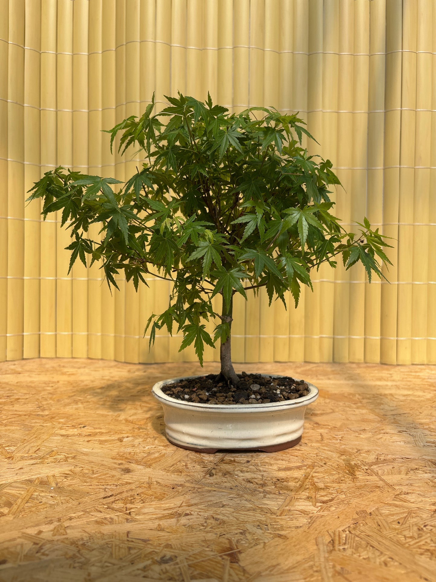 Bonsai 8 ans Acer palmatum