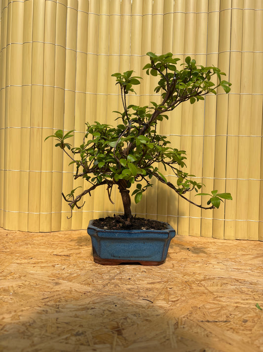 Bonsaï 7 ans Rhododendron indicum