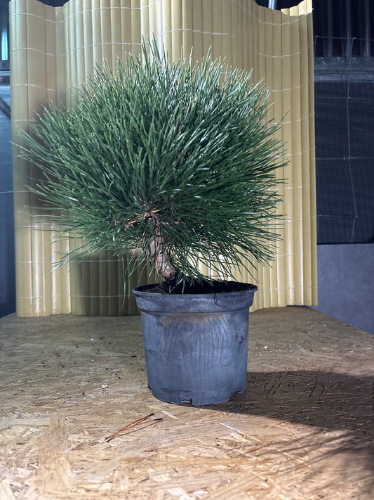 Prebonsái 10 ans Pinus thunbergii