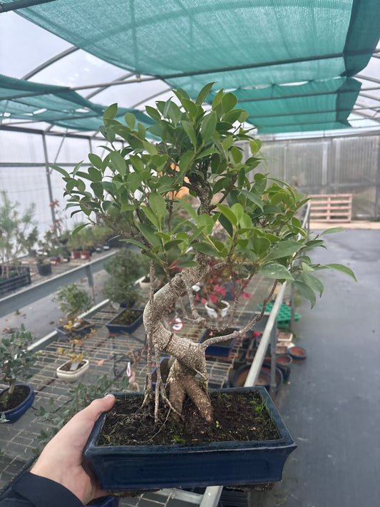 Bonsaï 10 ans Ficus retusa