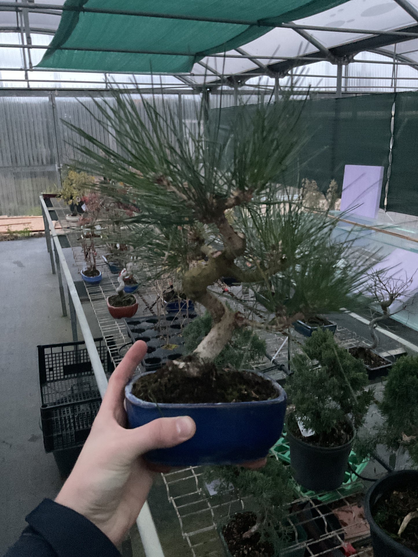 Bonsai 10 ans Pinus thunbergii