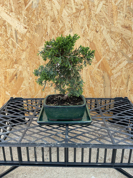 Bonsaï 8 ans Juniperus chinensis kyushu