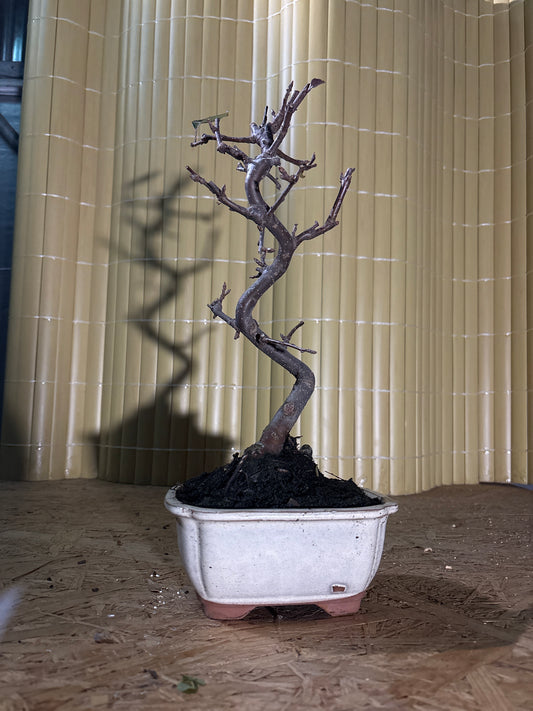Bonsai 8 ans Malus domestica red PZ-ERWIAM