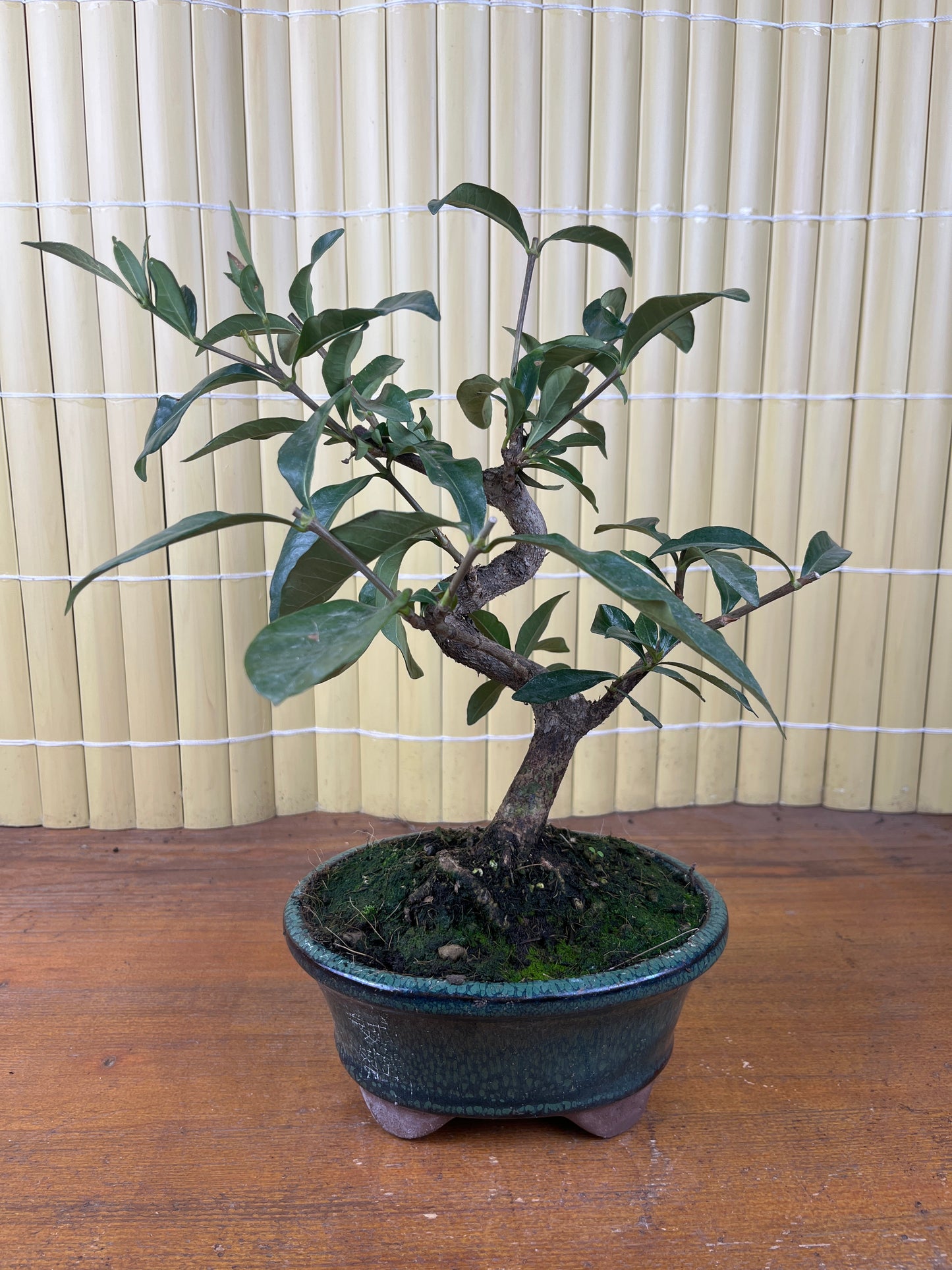 Bonsái 8 ans Gardenia jasminoides