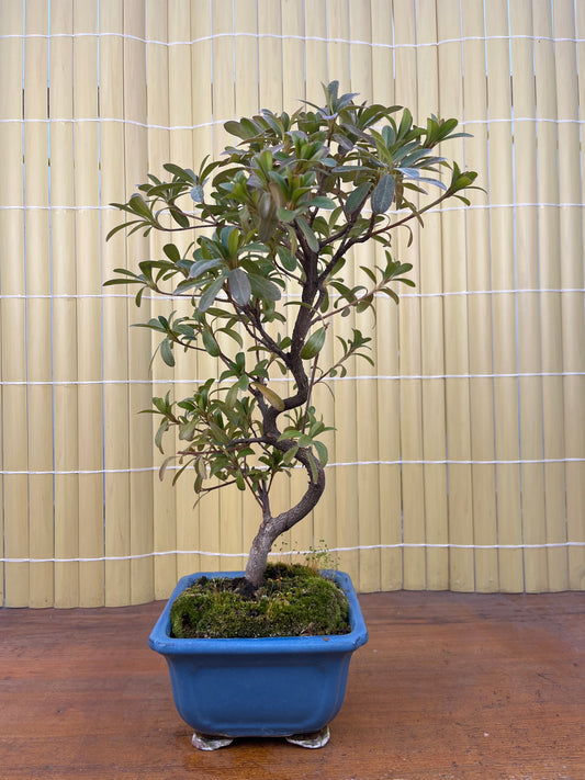 Bonsaï 10 ans Rhododendron indicum