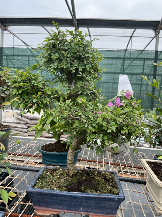 Bonsaï 10 ans Zelkova parvifolia
