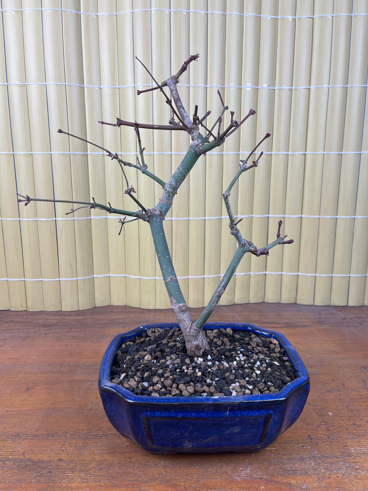 Bonsai 10 Ans Acer palmatum deshojo