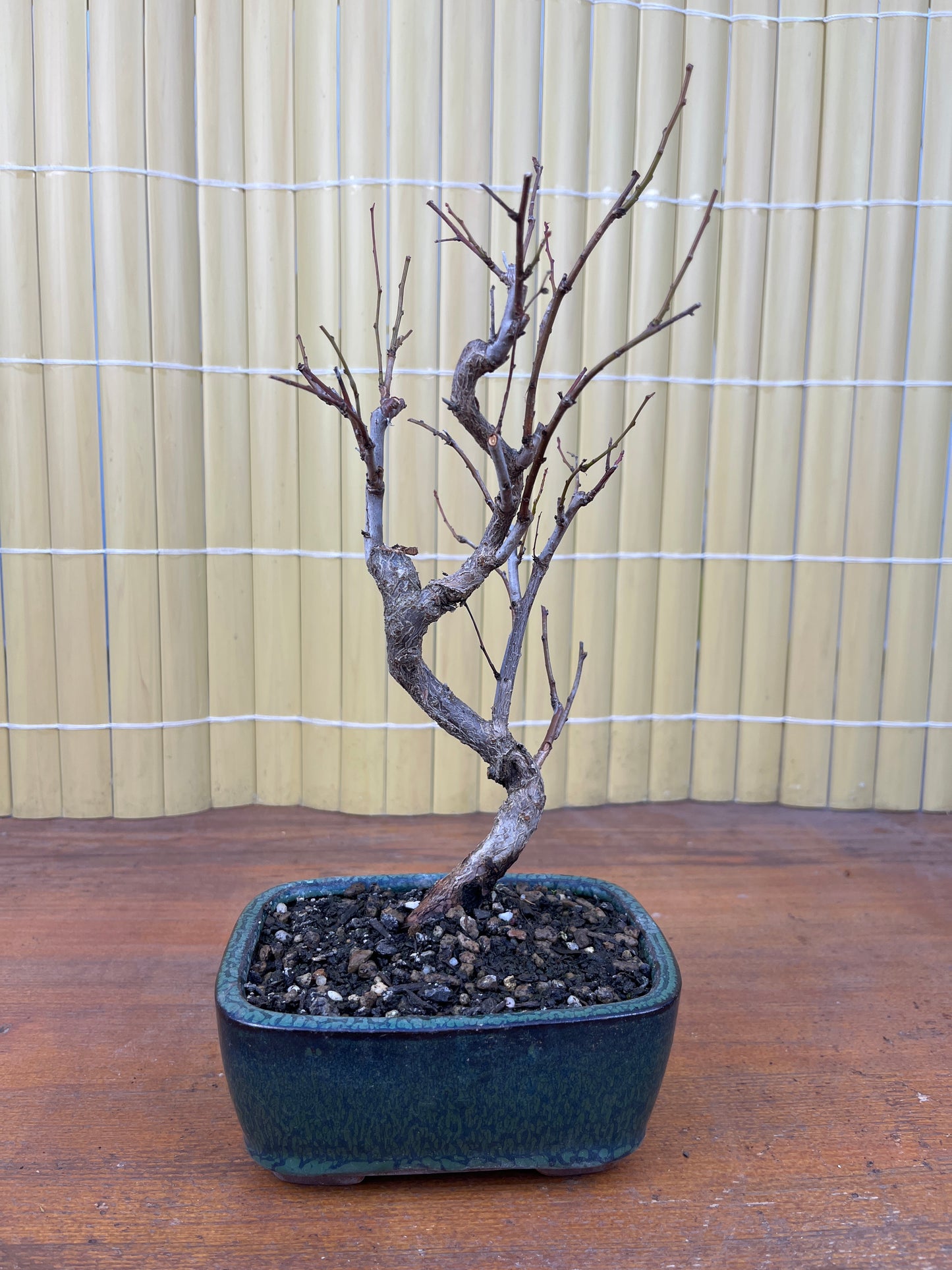 Bonsaï 8 ans Prunus sp.