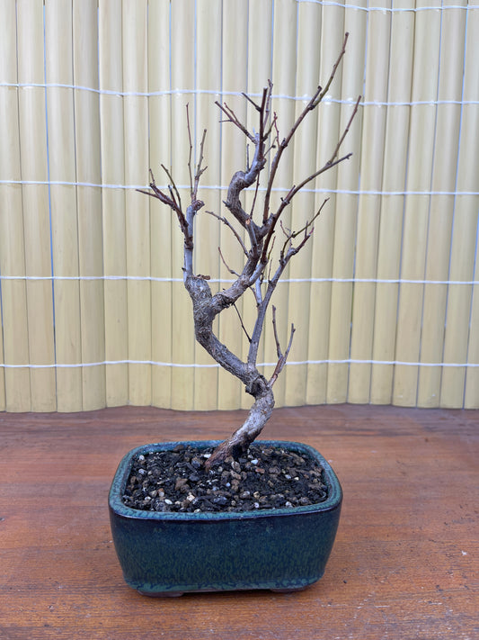 Bonsaï 8 ans Prunus sp.