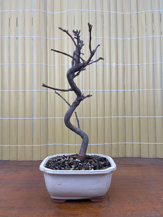 Bonsai 8 ans Malus domestica red PZ-ERWIAM