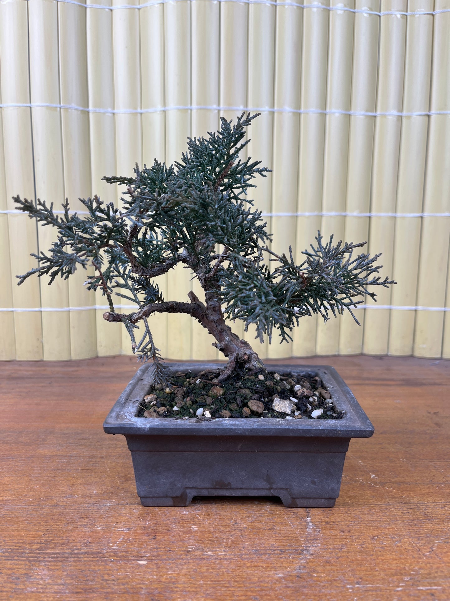 Bonsái 14 ans Juniperus chinensis kyushu