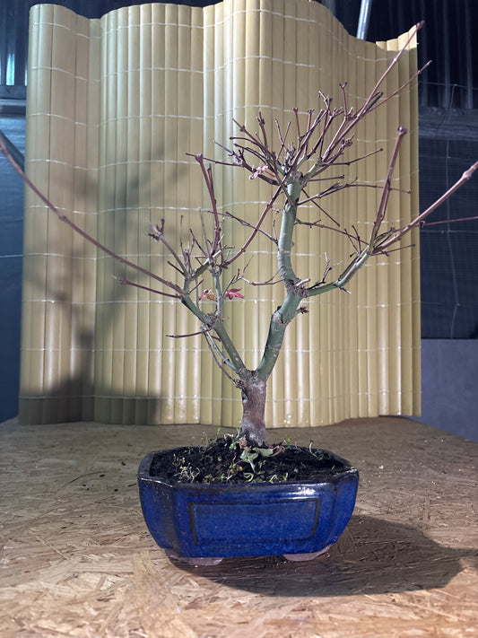 Bonsai 10 Ans Acer palmatum deshojo