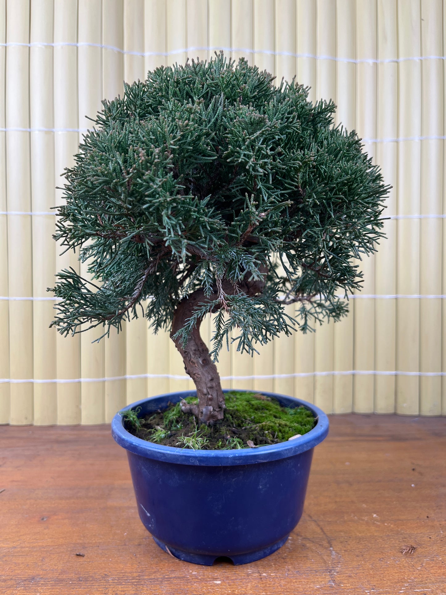 Bonsaï 17 ans Juniperus chinensis itoigawa