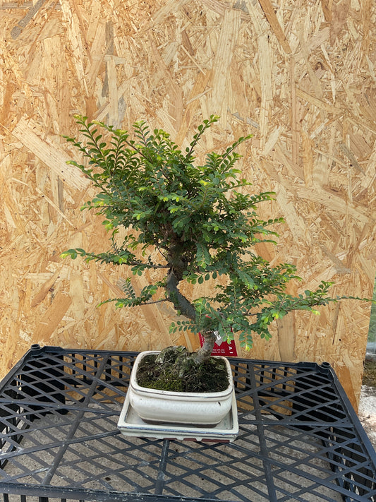 Bonsái 10 ans Ulmus parvifolia seiju
