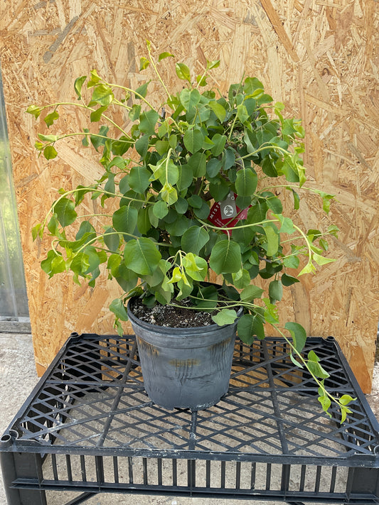 Prebonsai 8 ans Prunus mahaleb