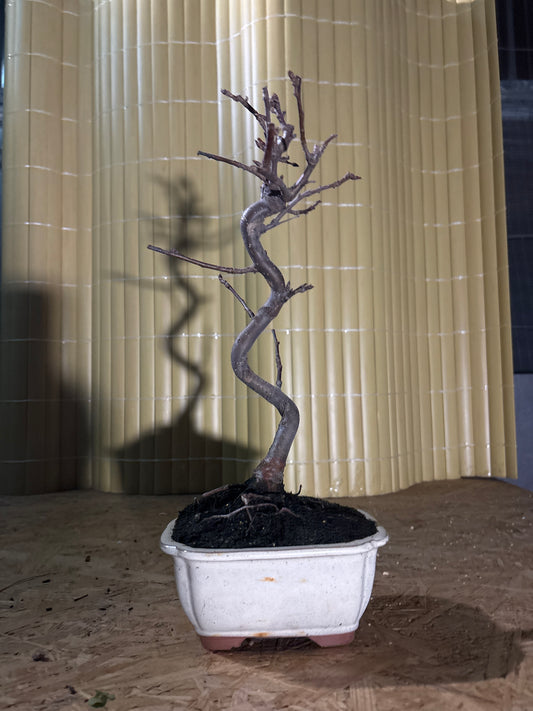 Bonsai 8 ans Malus domestica red PZ-ERWIAM