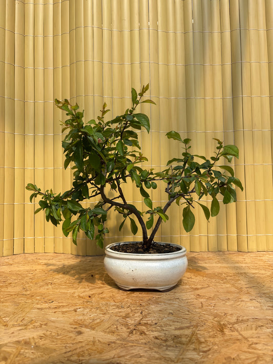 Bonsai 10 ans Chaenomeles sp. PZ-ERWIAM
