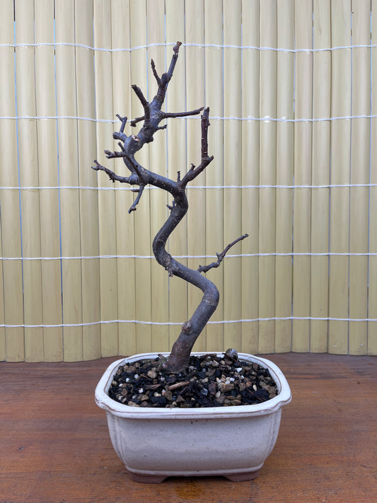 Bonsai 8 ans Malus domestica red PZ-ERWIAM