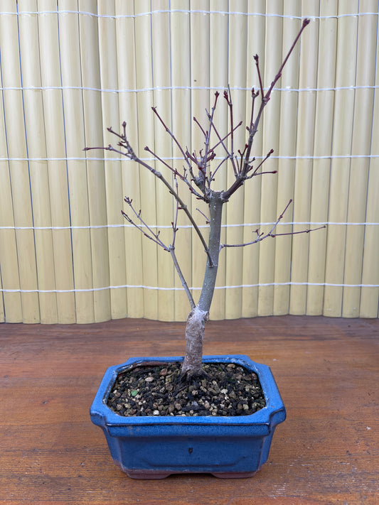 Bonsai 7 ans Acer palmatum