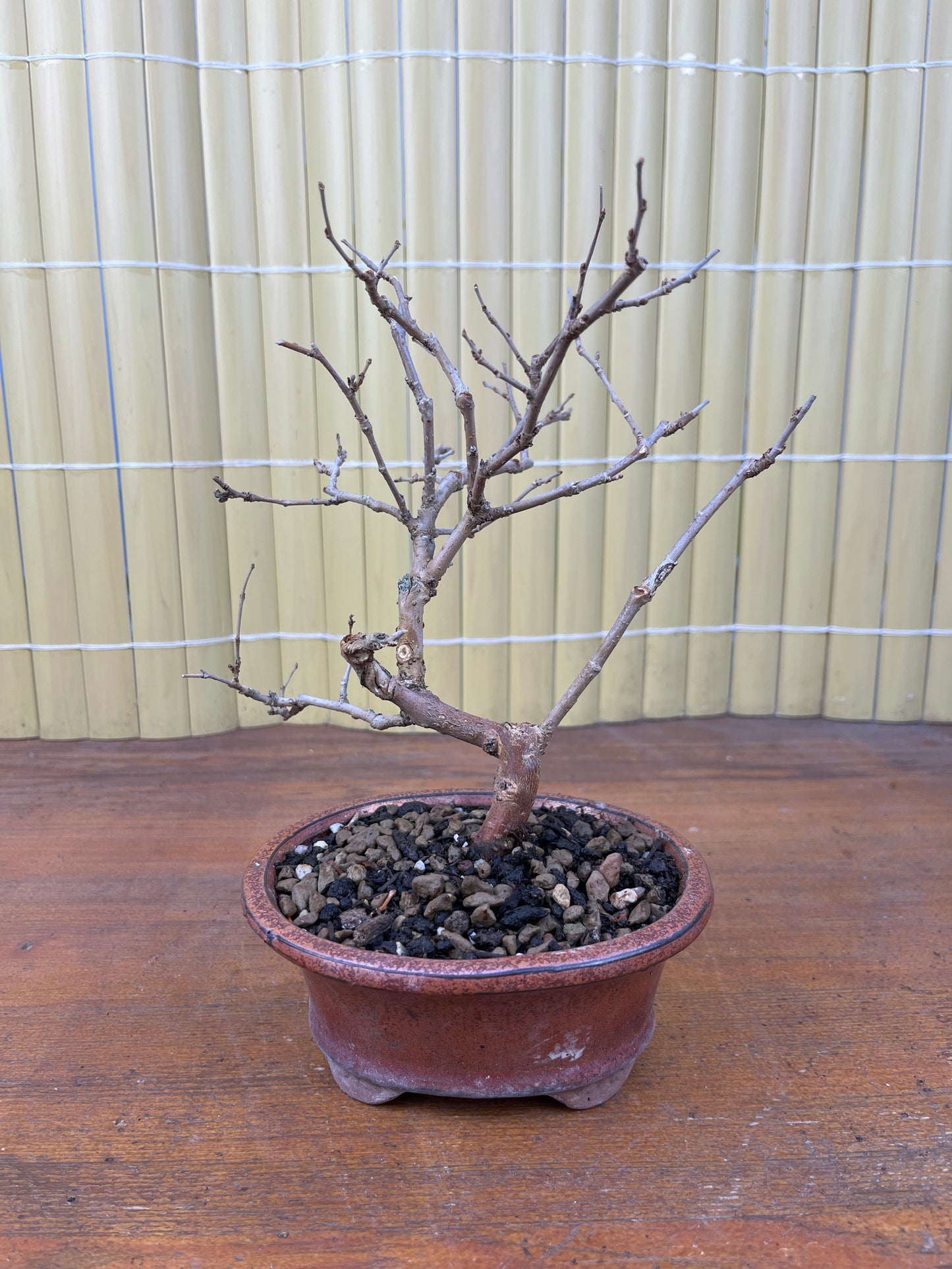 Bonsaï 7 ans Morus sp.