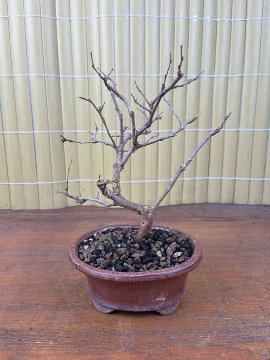 Bonsaï 7 ans Morus sp.