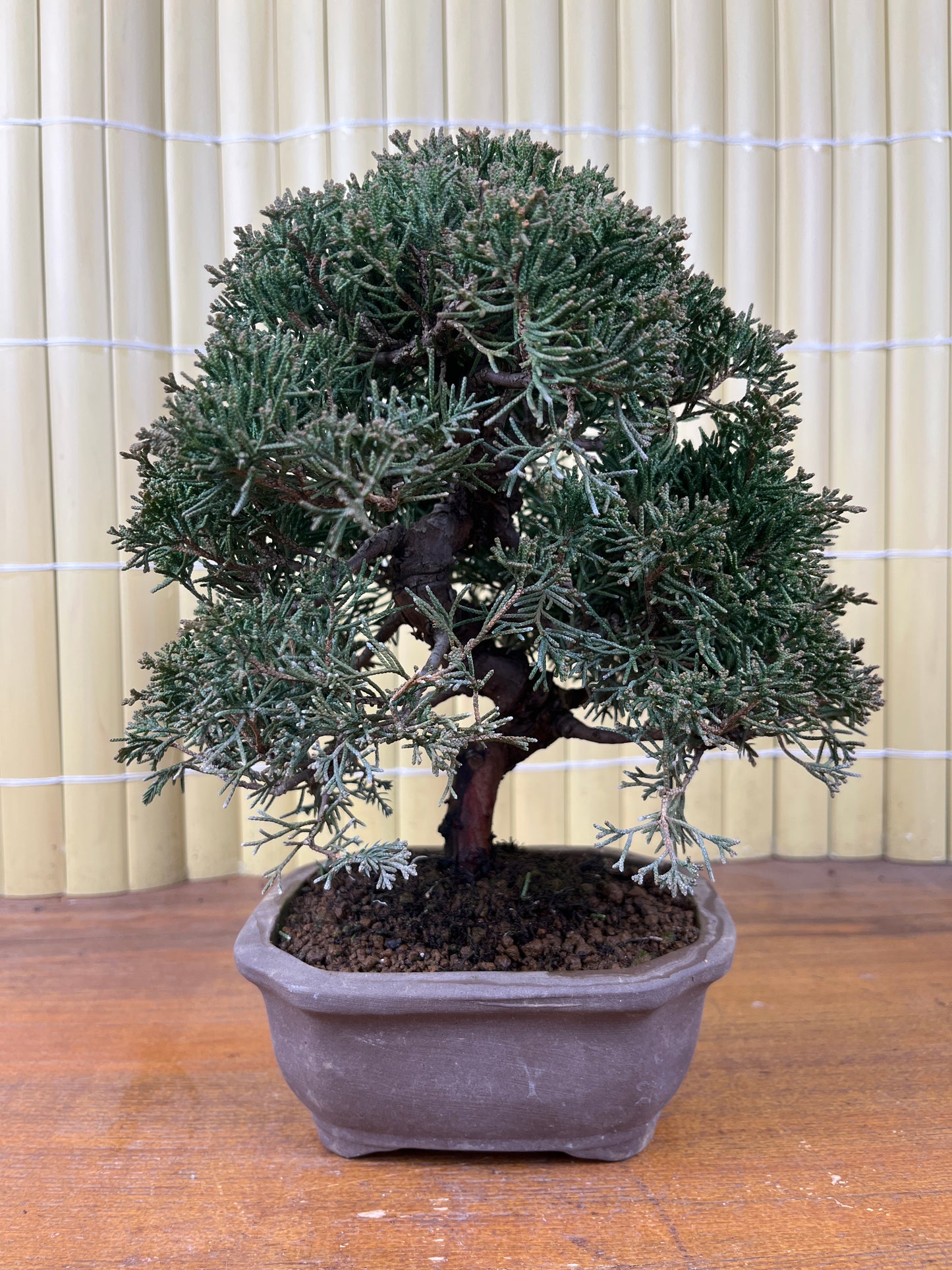 Bonsaï 17 ans Juniperus chinensis itoigawa