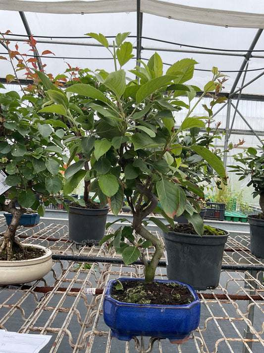 Bonsaï 7 ans Malus sp.