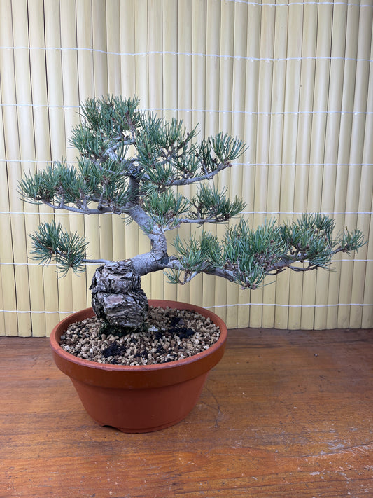 Bonsaï 29 ans Pinus pentaphylla