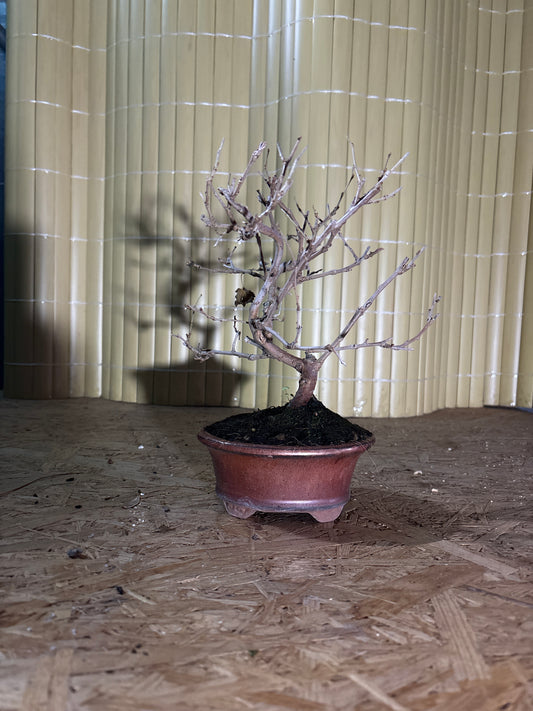 Bonsaï 7 ans Morus sp.