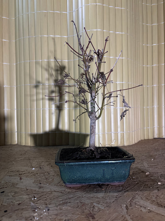Bonsai 7 ans Acer palmatum