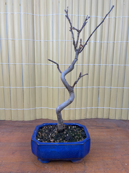 Bonsaï 7 ans Malus sp.