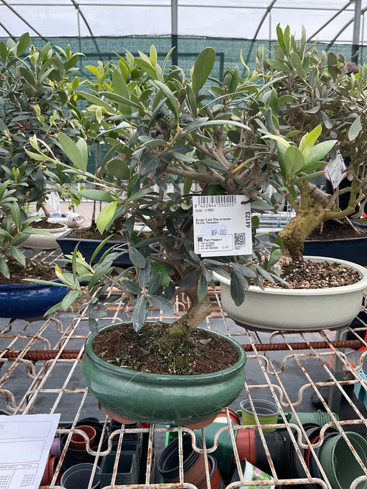 Bonsaï 9 ans Olea europaea