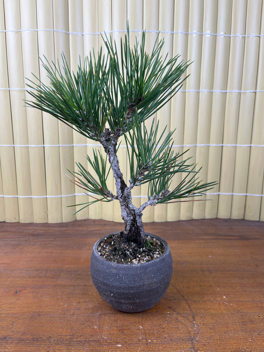 Bonsaï 13 ans Pinus thunbergii corticosa