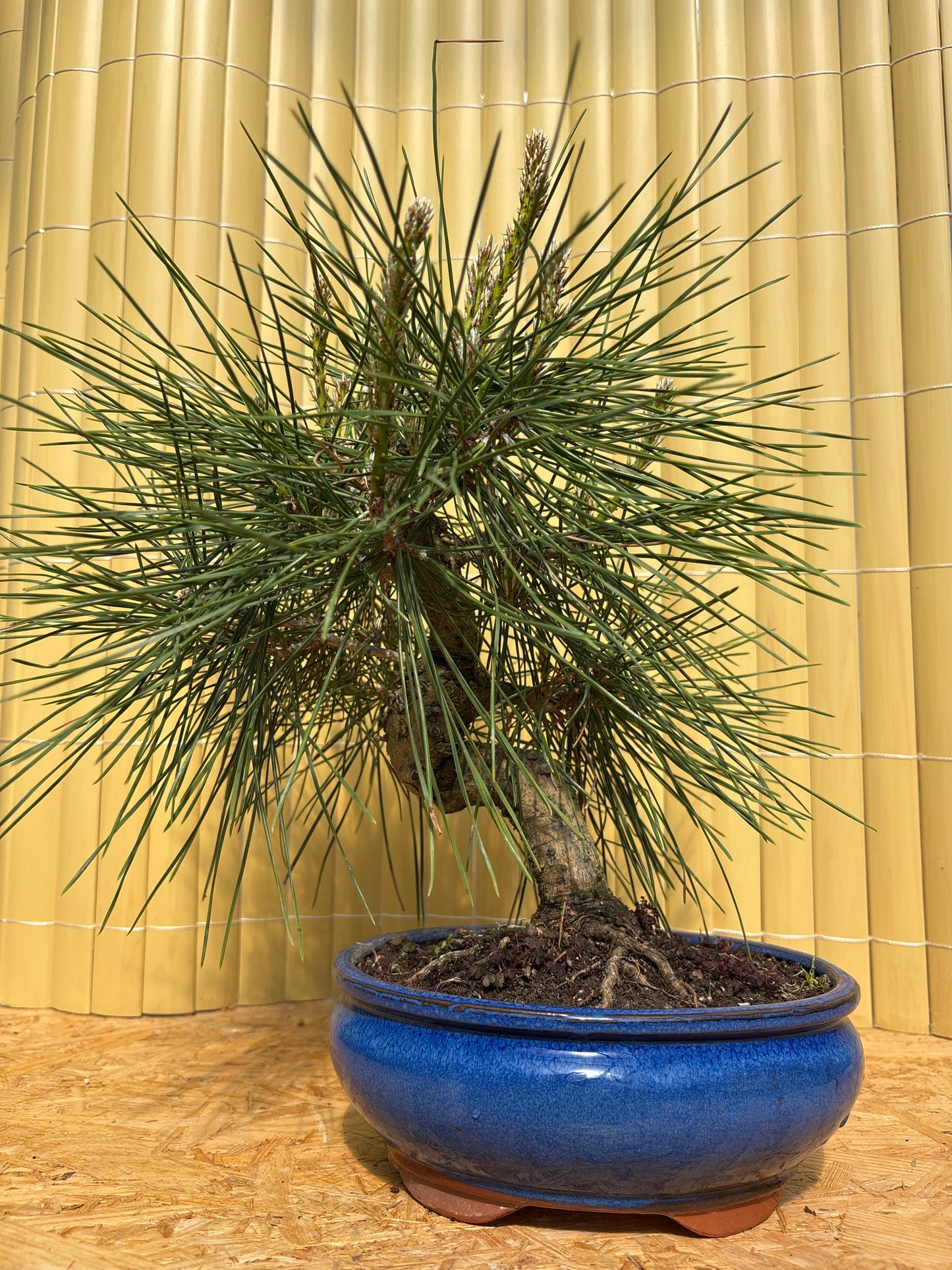 Bonsaï 10 ans Pinus thunbergii