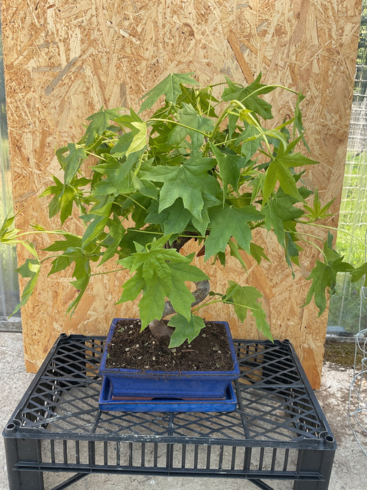 Bonsaï 12 ans Liquidambar sp.