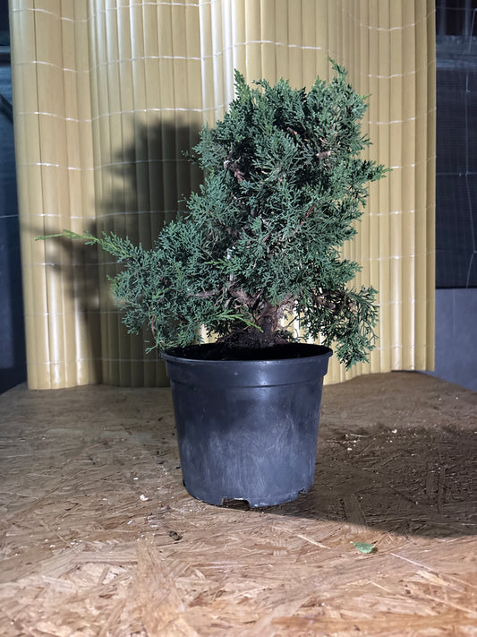 Prebonsái 14 ans Juniperus chinensis kyushu