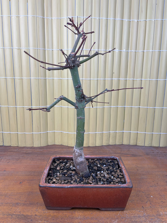 Bonsai 13 ans Acer palmatum deshojo
